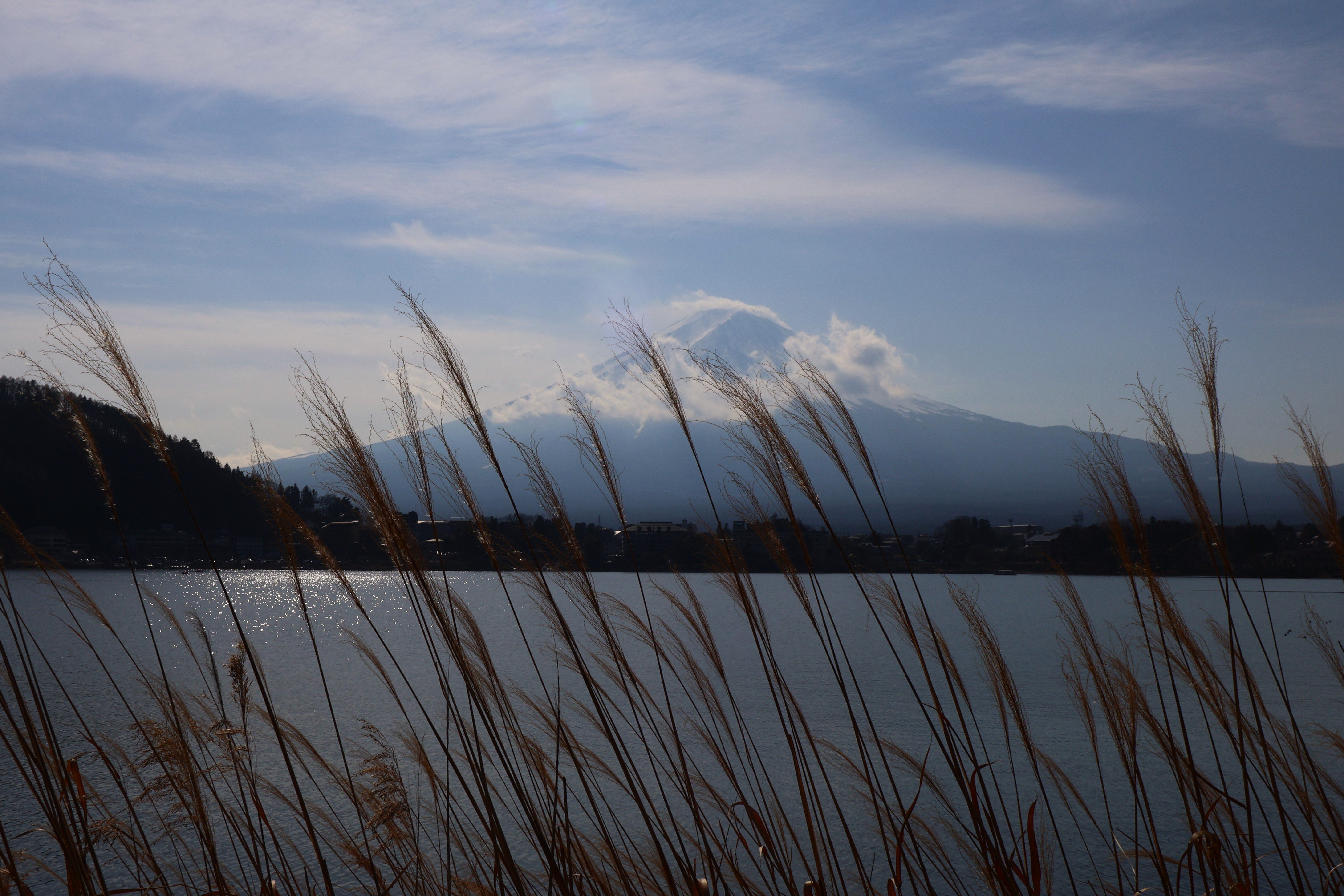 Mt. Fuji with reeds in front and clouds in the background