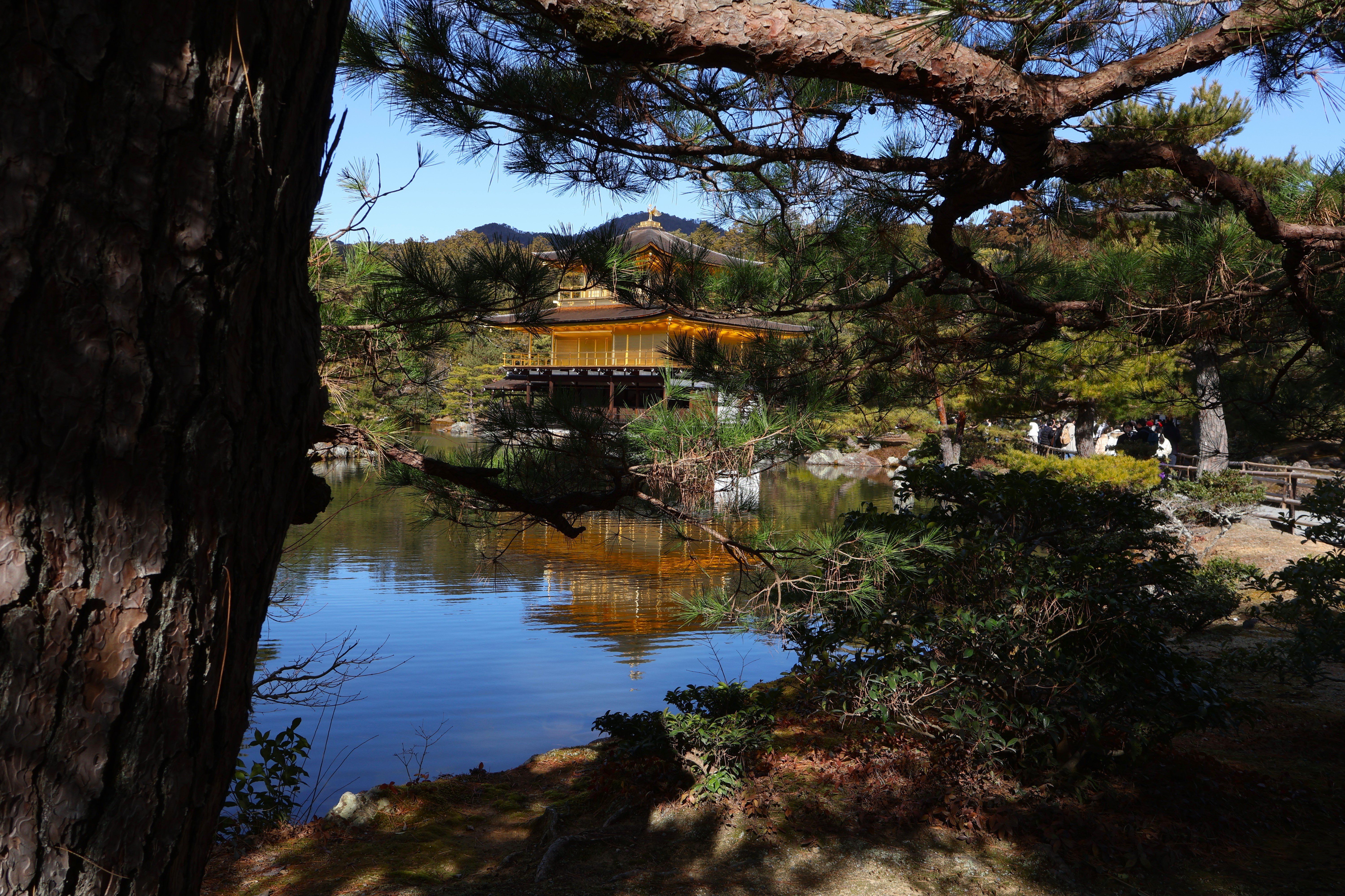 The famous Golden Temple glittering in the sun, surrounded by foliage
