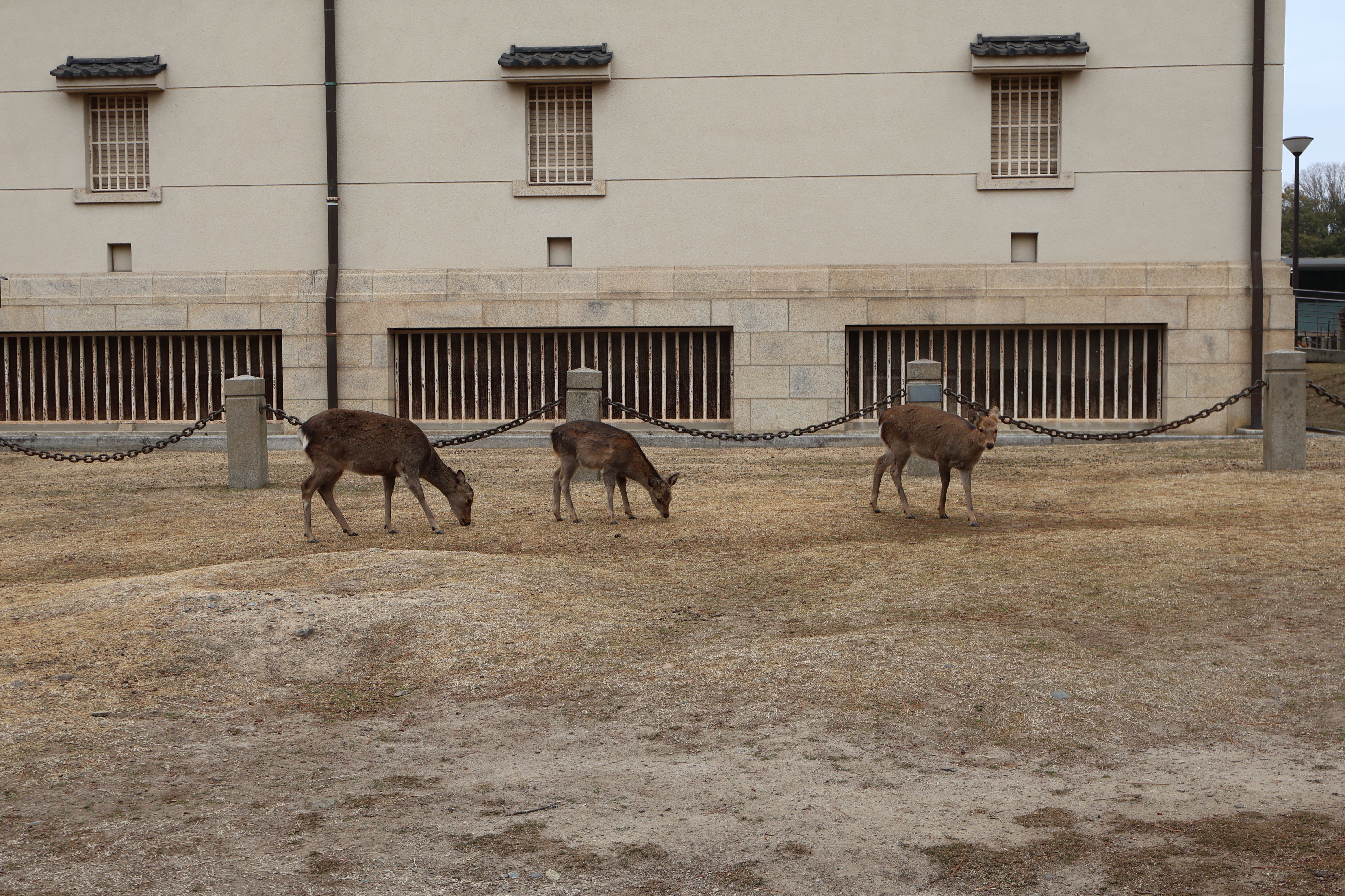 Small deer in front of the Nara Museum