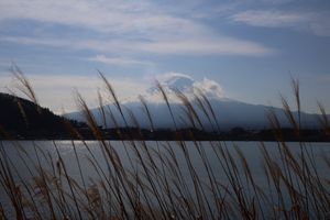 Mt. Fuji with reeds in front and clouds in the background