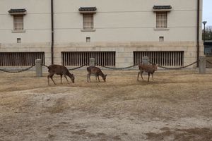 Small deer in front of the Nara Museum